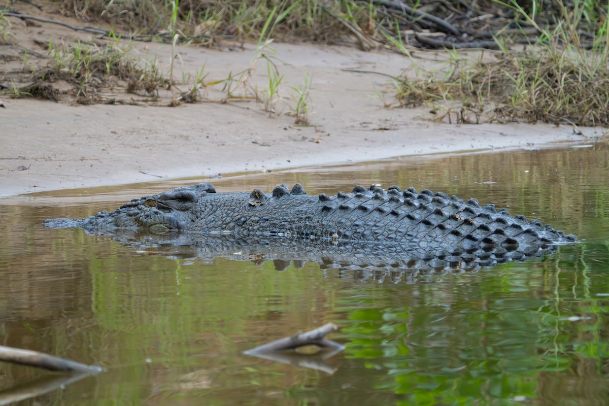Saltwater Crocodile - ML637763999