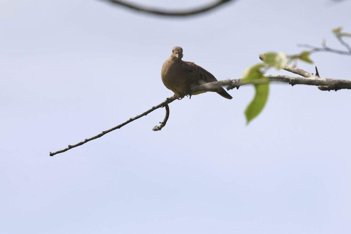Plain-breasted Ground Dove - ML637764004
