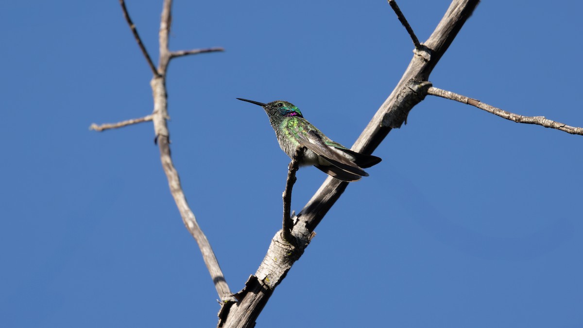 White-vented Violetear - ML637764005