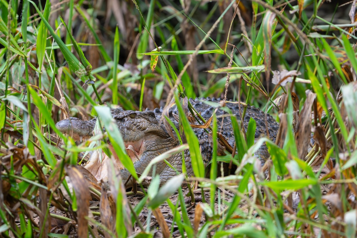 Saltwater Crocodile - ML637764006