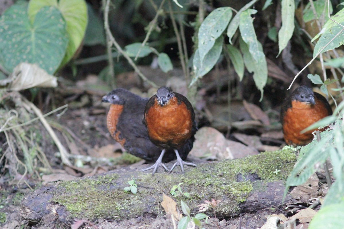 Dark-backed Wood-Quail - ML637764011