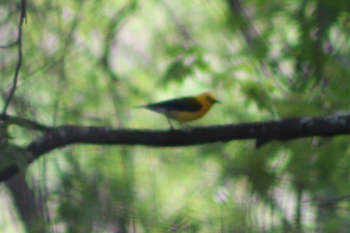 Prothonotary Warbler - ML637764016