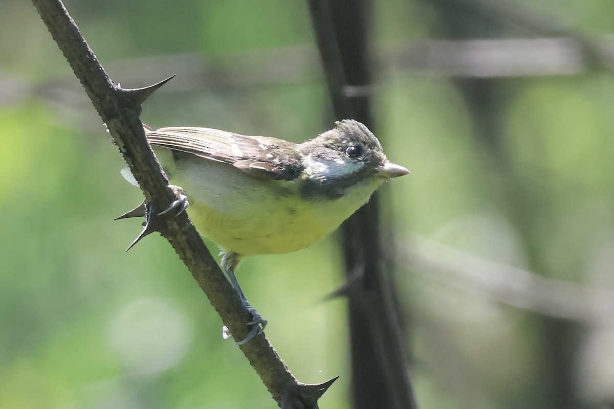 Mésange gracieuse - ML637764026