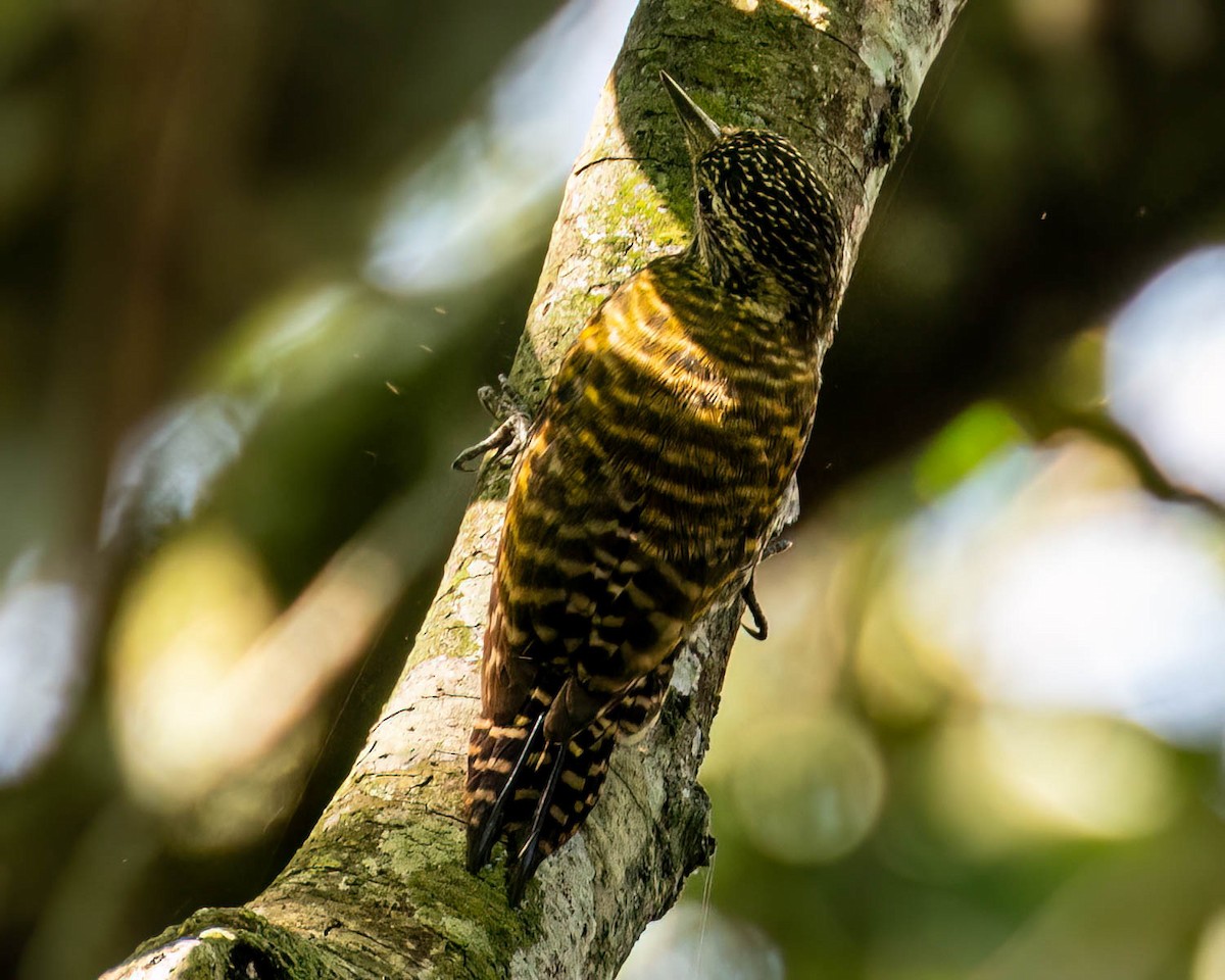 White-spotted Woodpecker - ML637764050