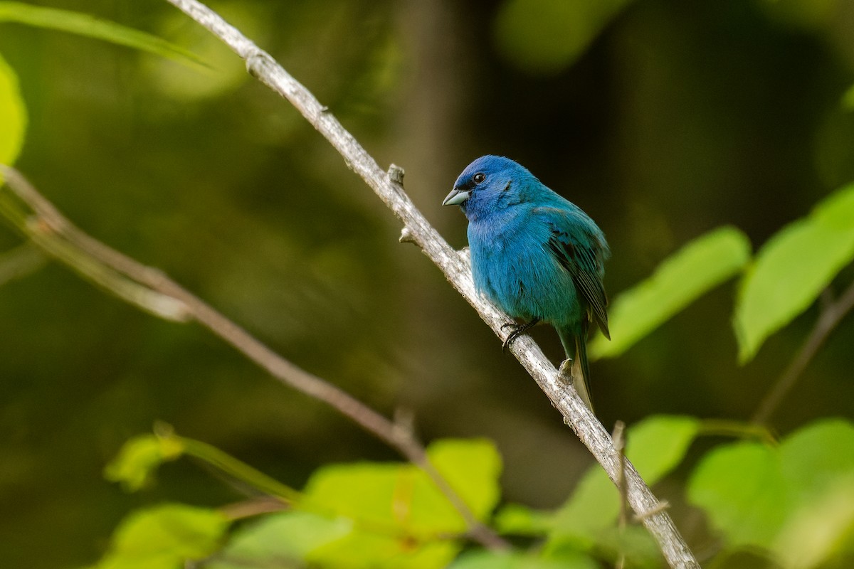 Indigo Bunting - ML637764061