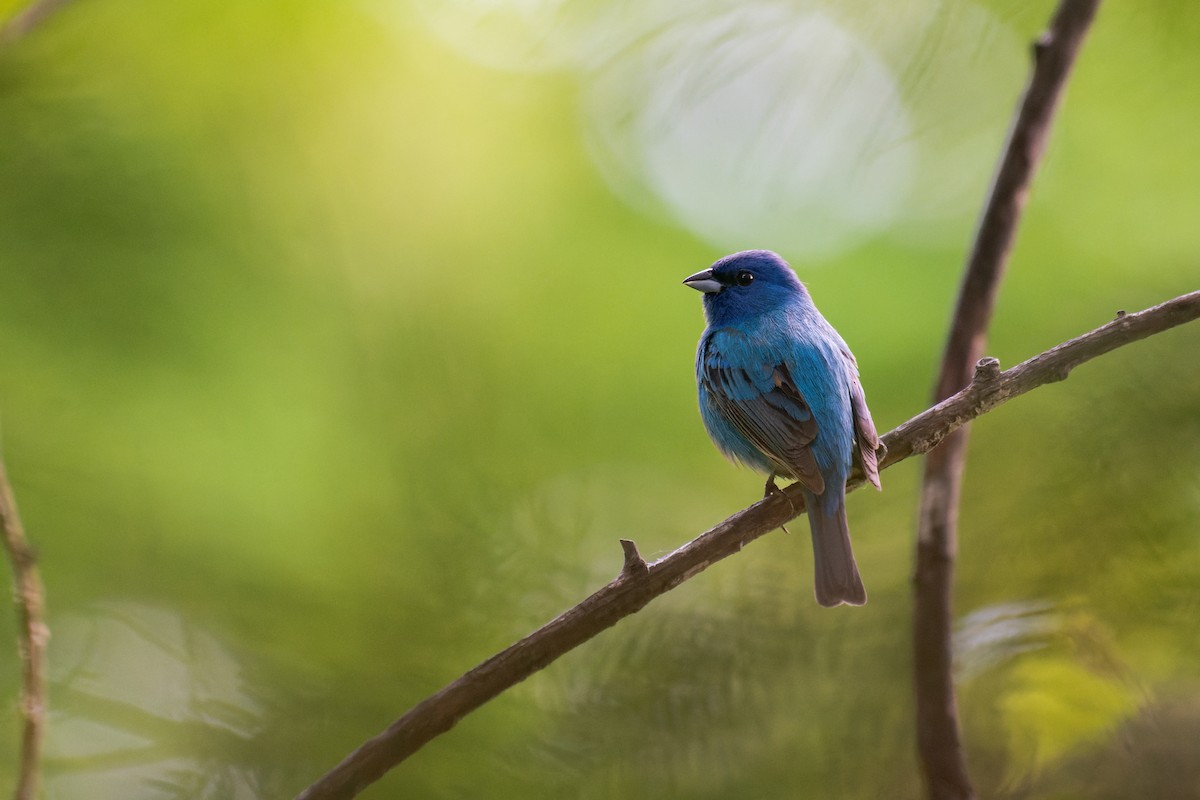 Indigo Bunting - ML637764062