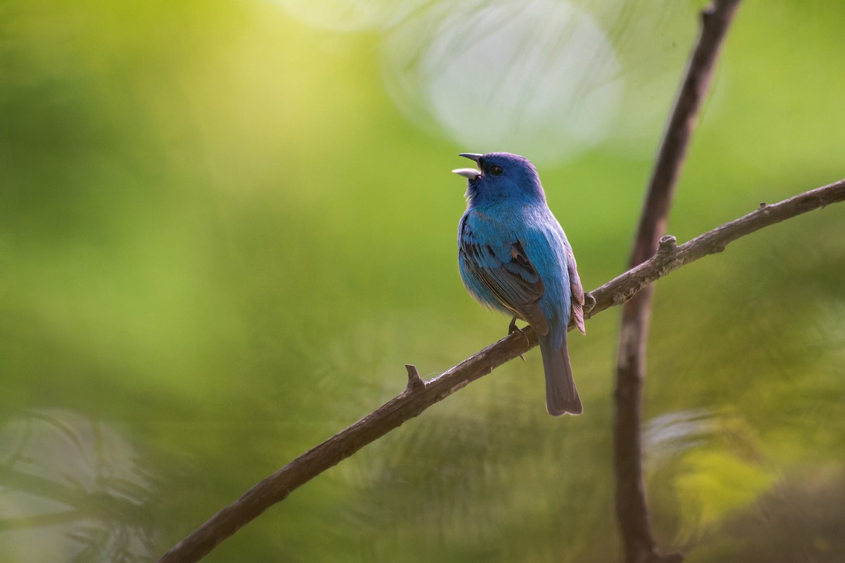 Indigo Bunting - ML637764063