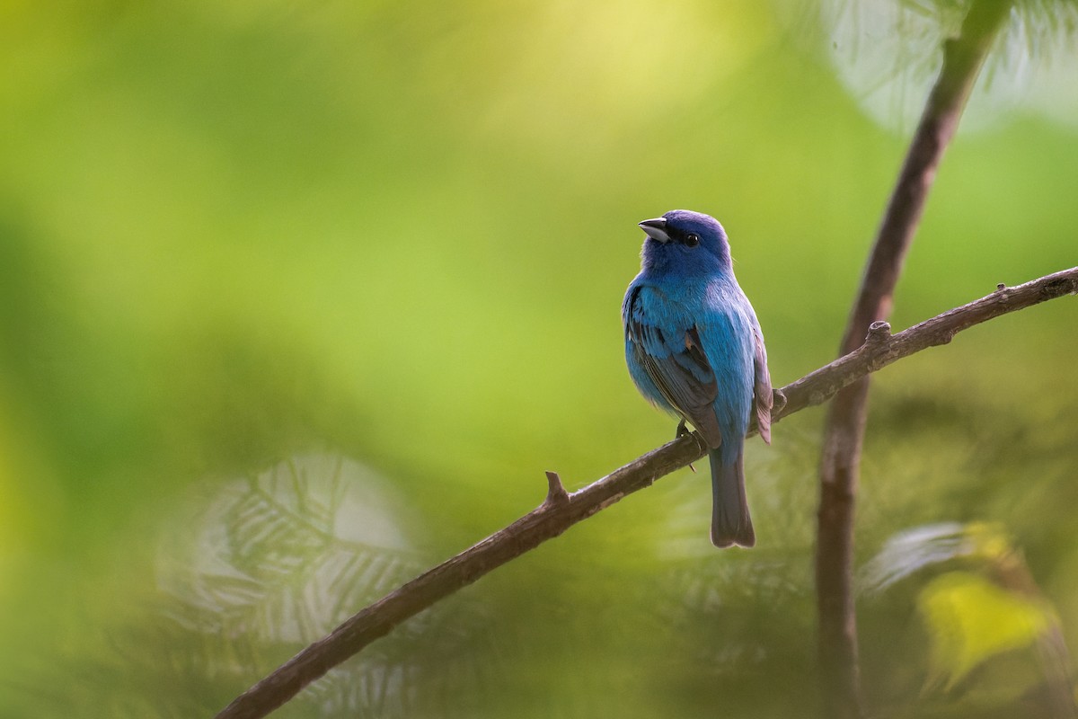 Indigo Bunting - ML637764064