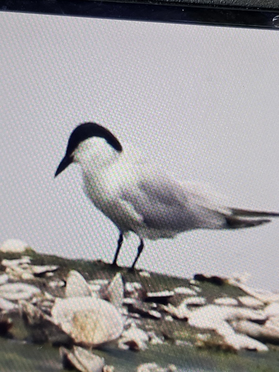 Gull-billed Tern - ML637764080