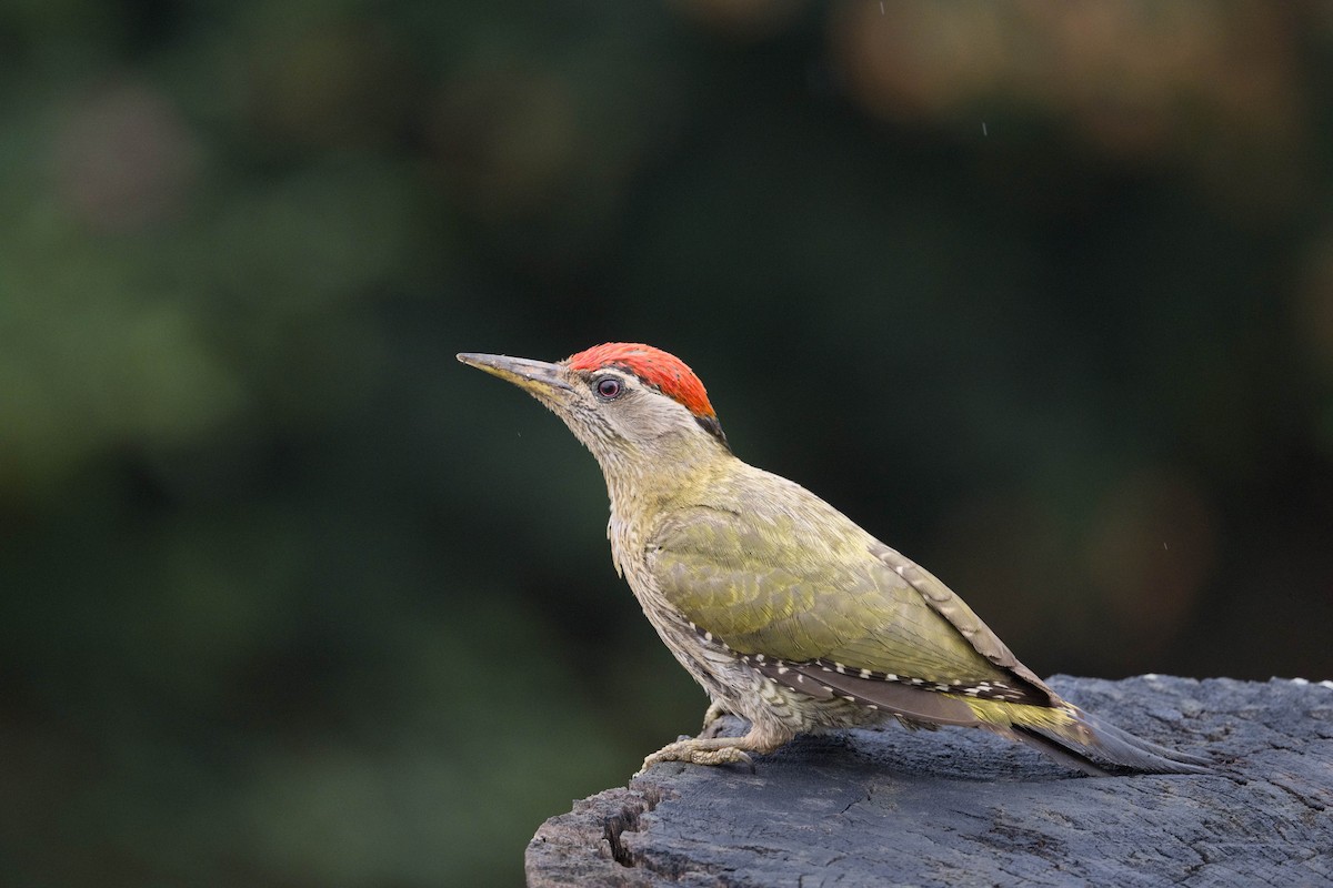 Streak-throated Woodpecker - ML637764088