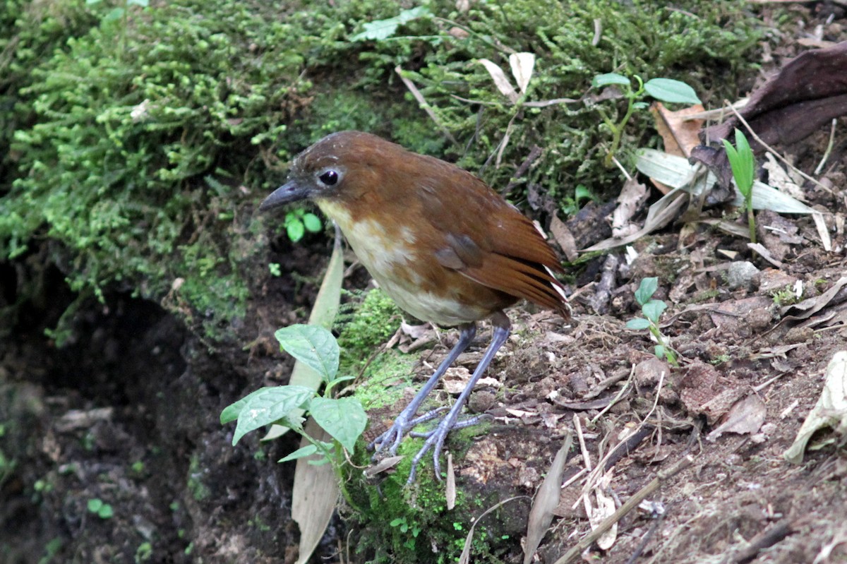 Yellow-breasted Antpitta - ML637764093