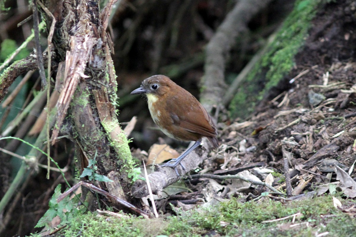 Yellow-breasted Antpitta - ML637764094