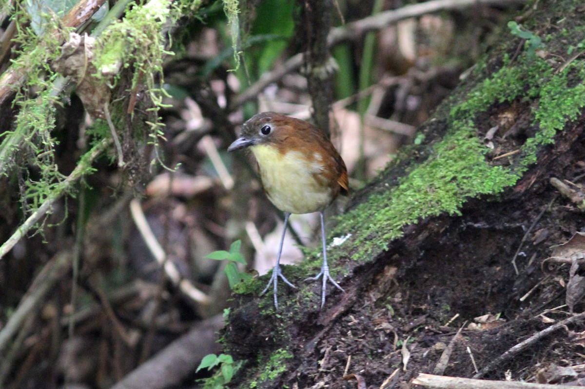 Yellow-breasted Antpitta - ML637764095