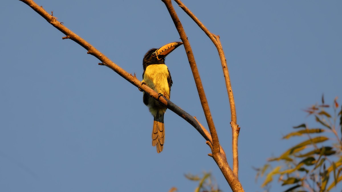 Lettered Aracari - ML637764108