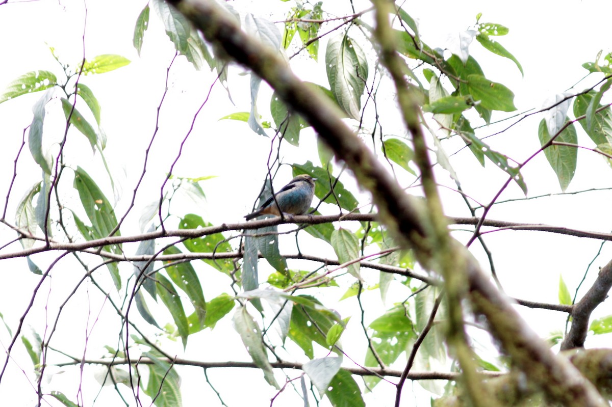 Metallic-green Tanager - ML637764127