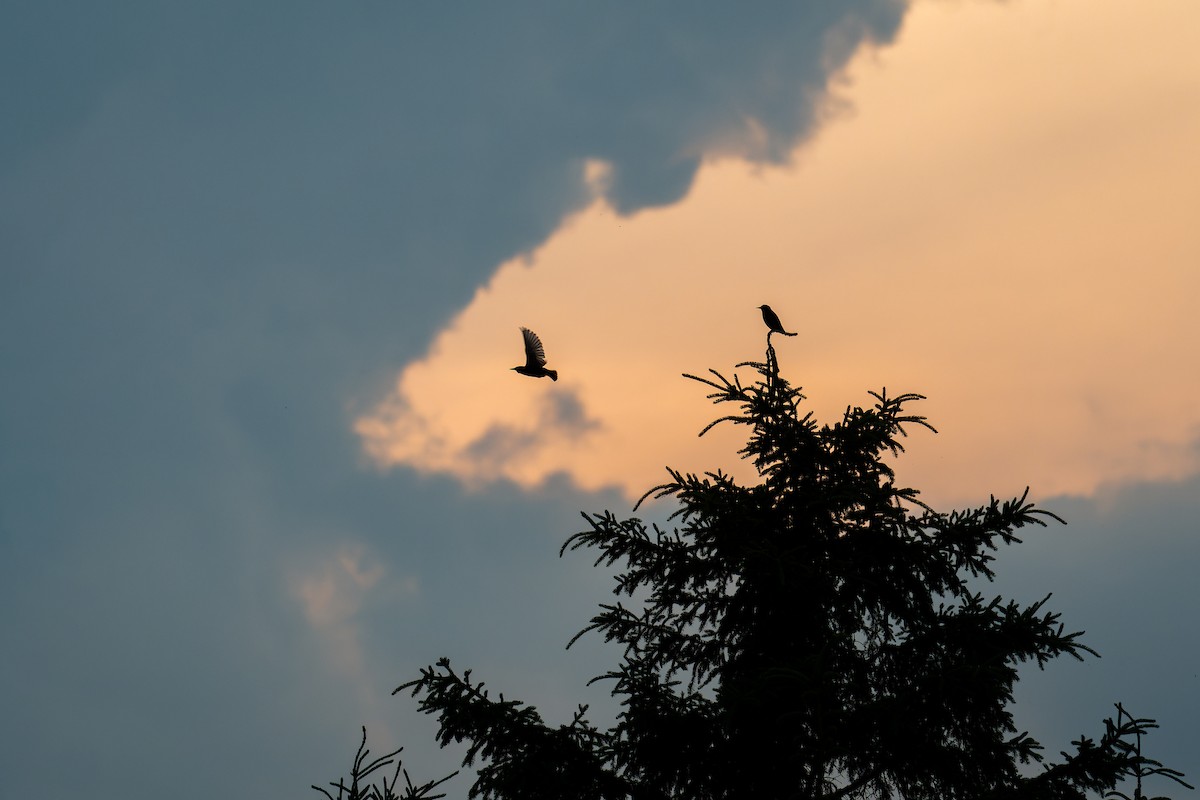 European Starling - ML637764138