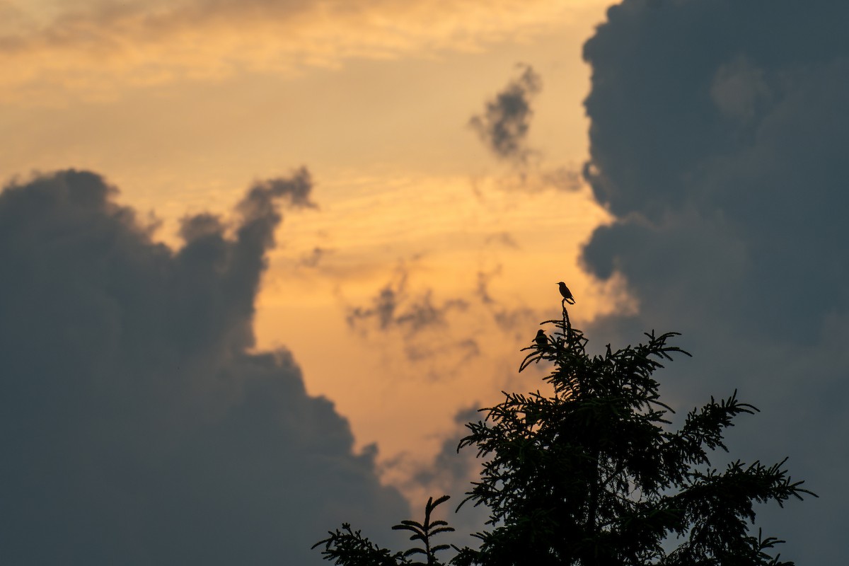 European Starling - ML637764139