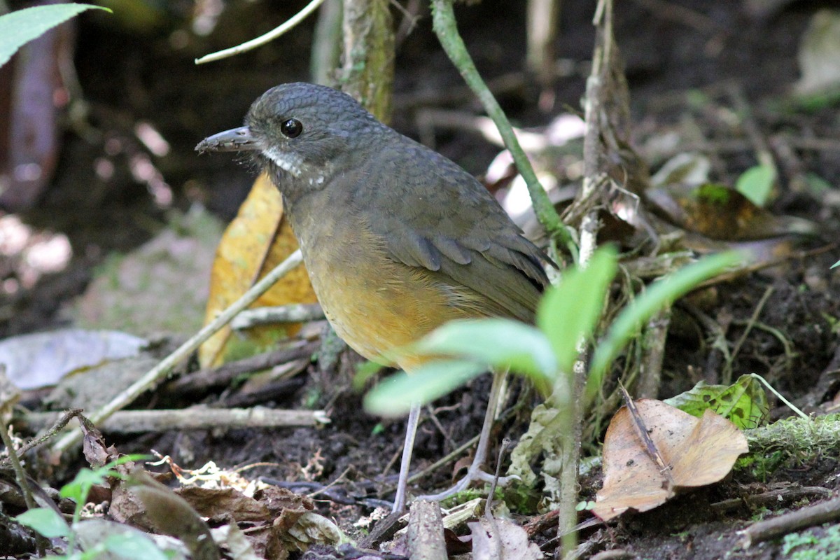 Moustached Antpitta - ML637764166
