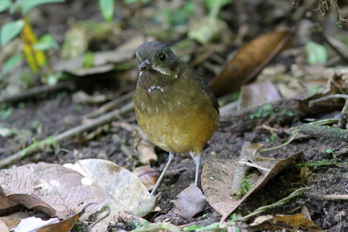 Moustached Antpitta - ML637764167