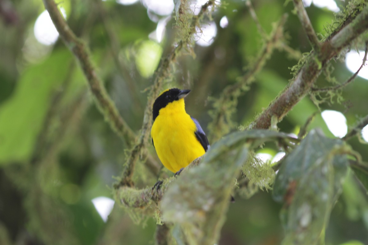 Blauflügel-Bergtangare - ML637764180