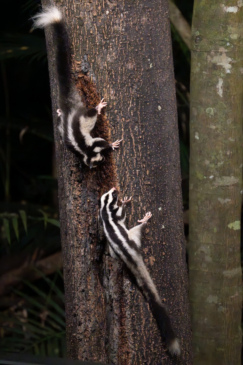 Striped Possum - ML637764183