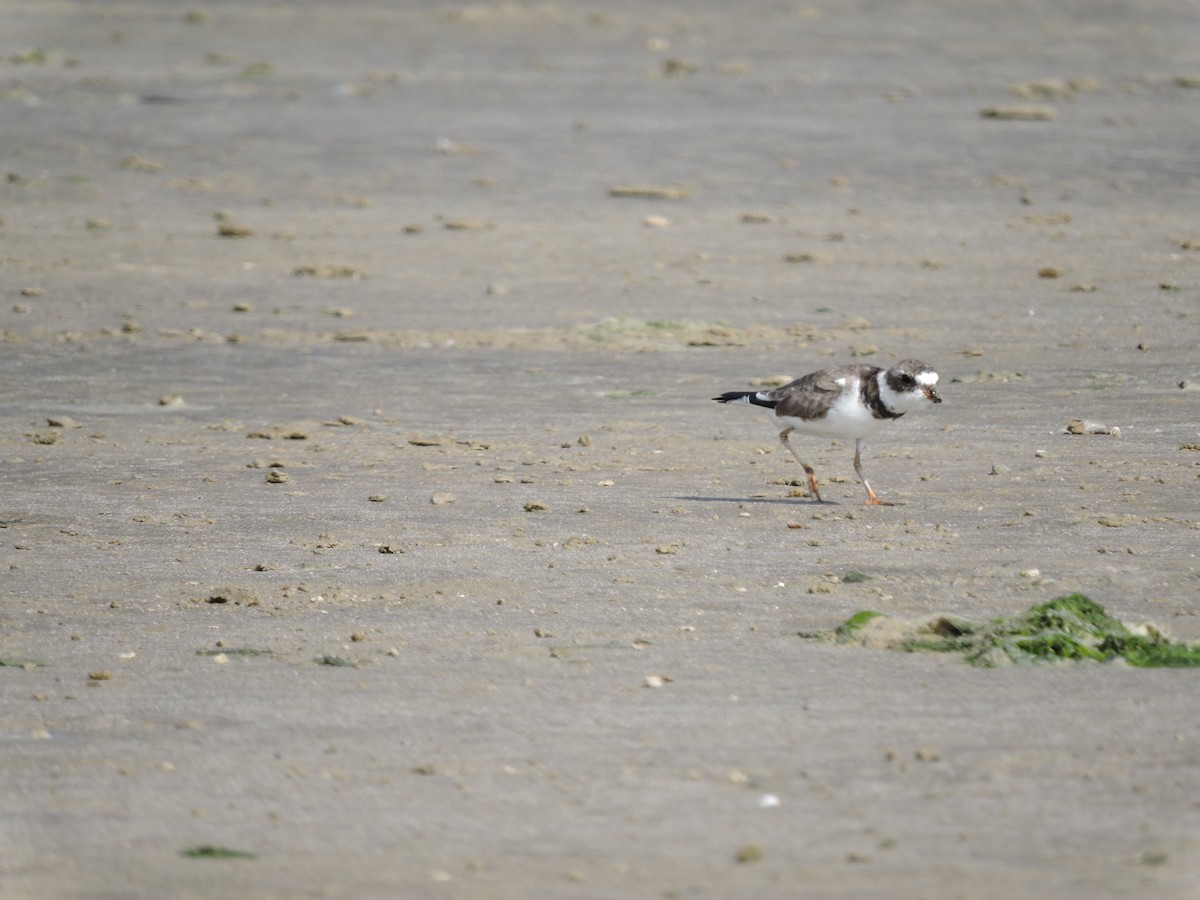 Semipalmated Plover - ML637764195