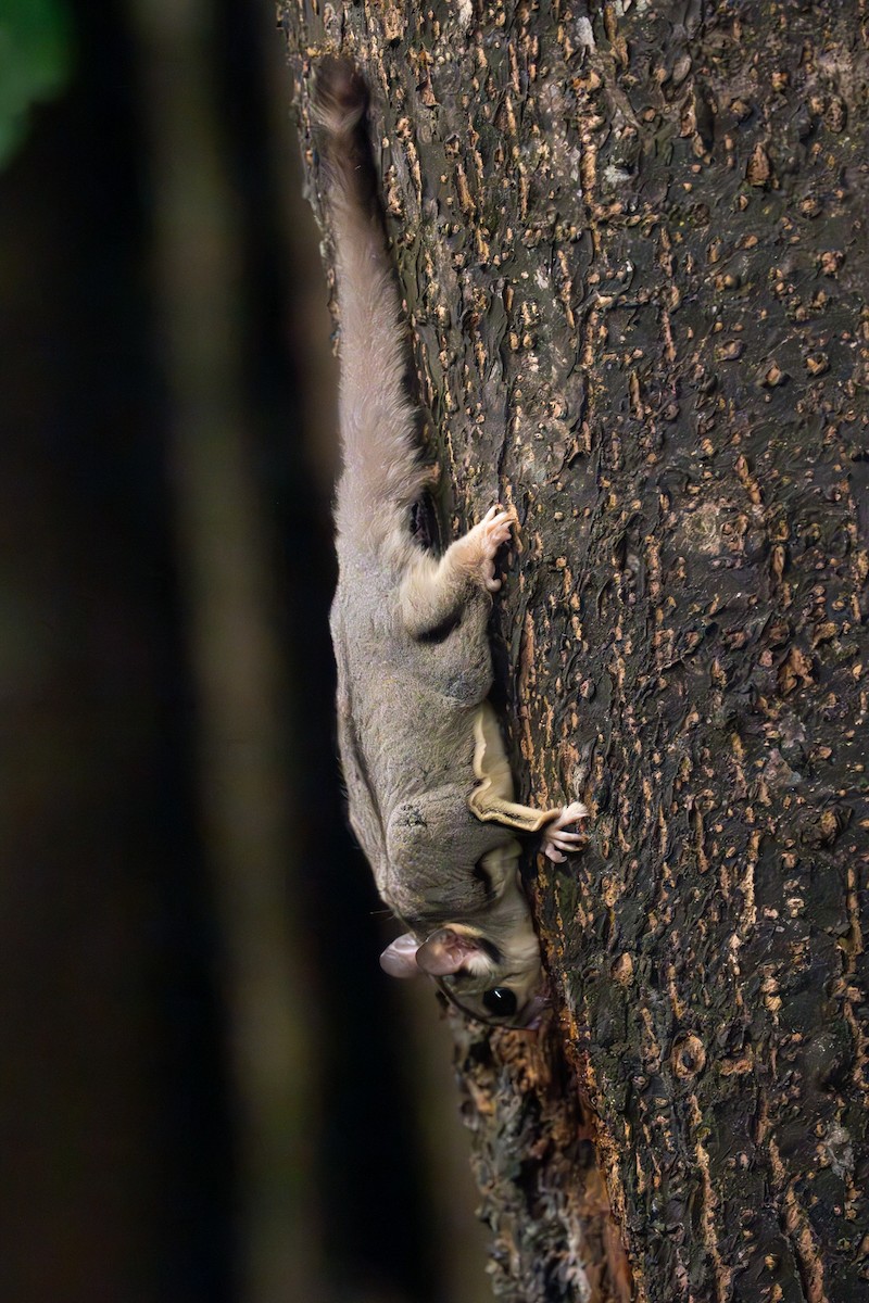 Sugar Glider - ML637764226