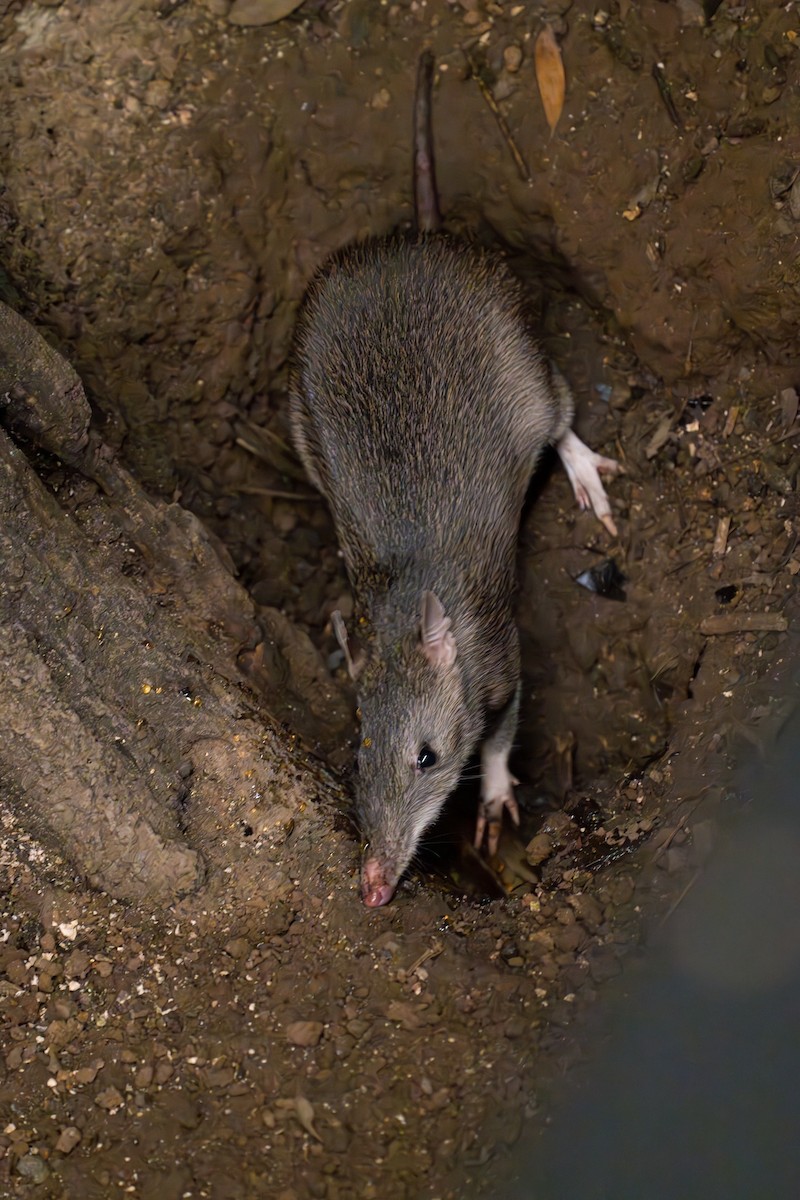 Queensland Barred Bandicoot - ML637764253