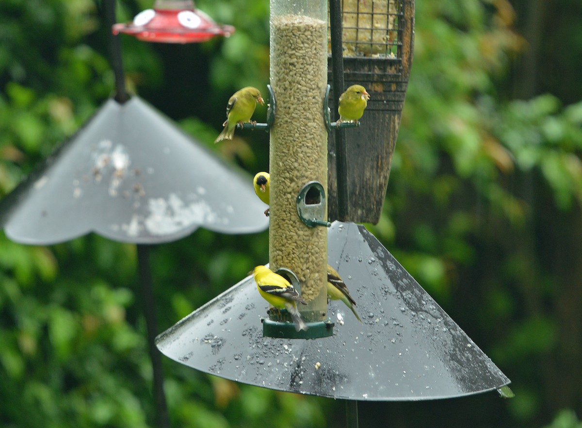 American Goldfinch - ML637764291