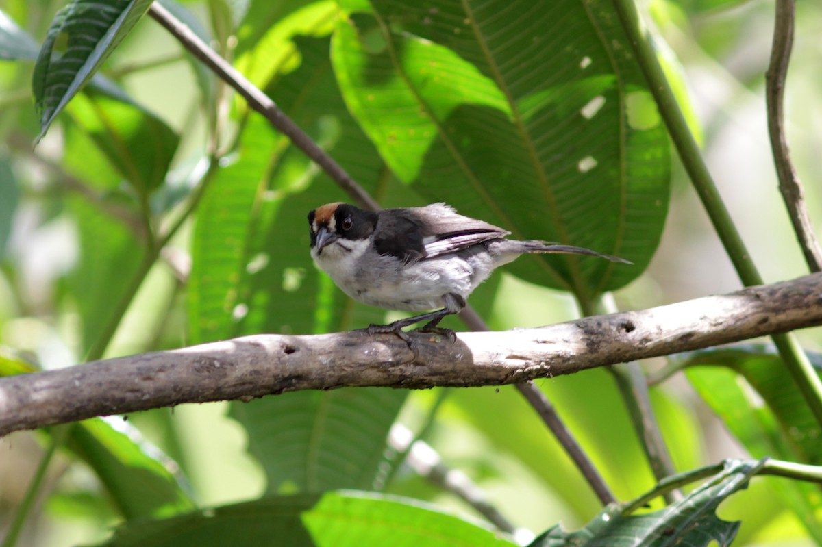 White-winged Brushfinch - ML637764329
