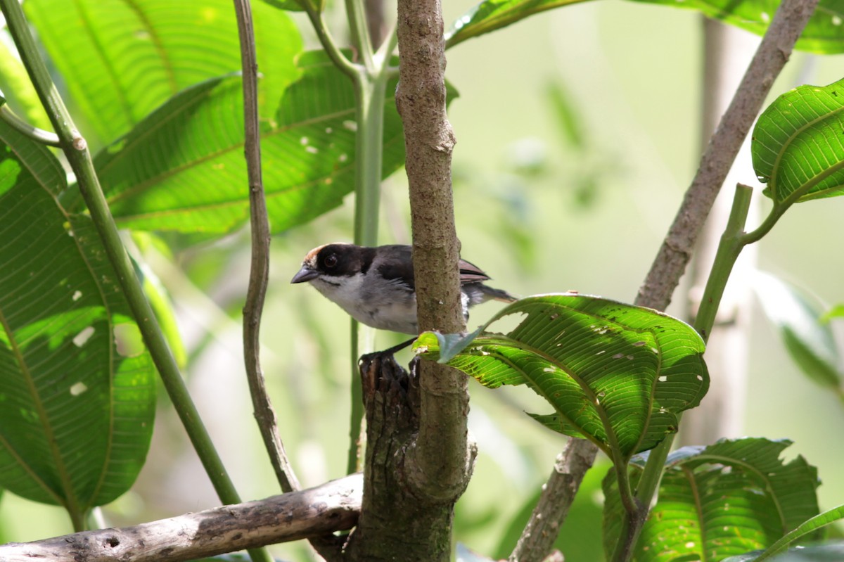 White-winged Brushfinch - ML637764330