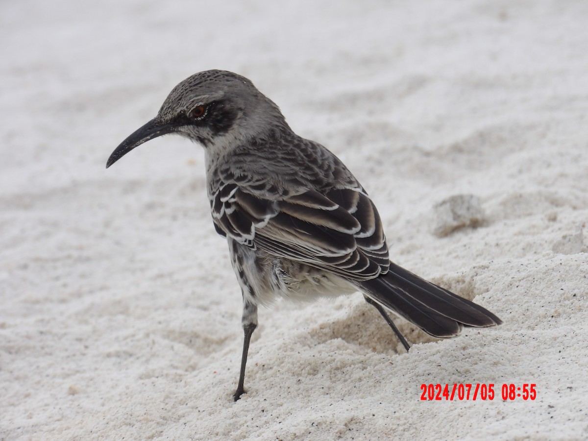 Española Mockingbird - ML637764394