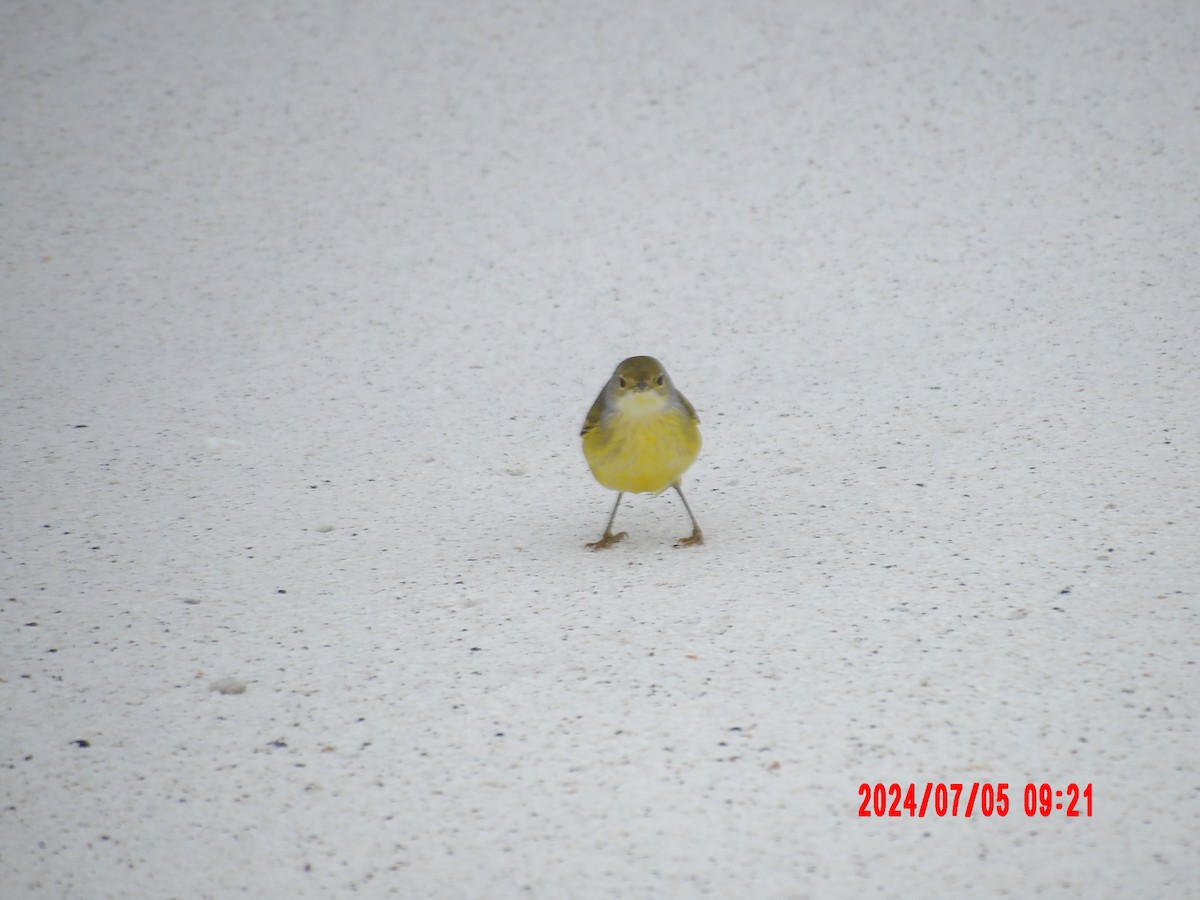 Yellow Warbler - ML637764407