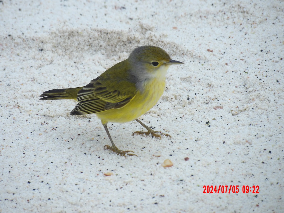 Yellow Warbler - ML637764408