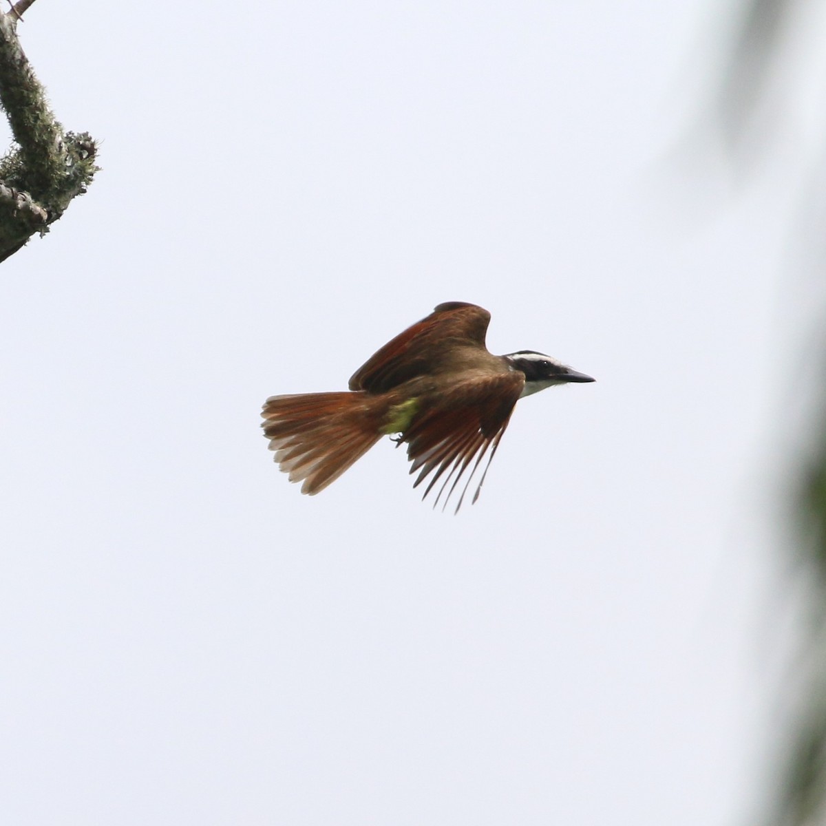 Great Kiskadee - ML637764413