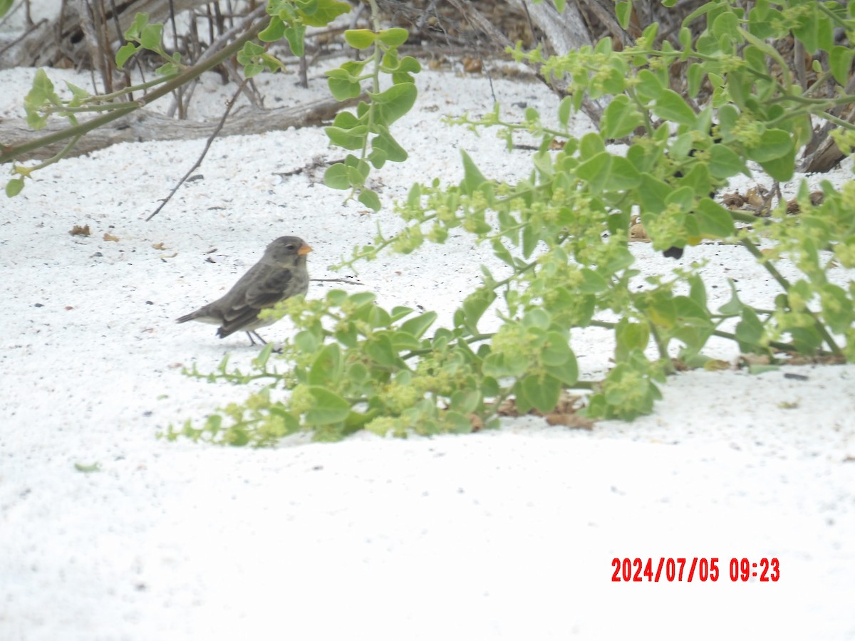 Small Ground-Finch - ML637764414