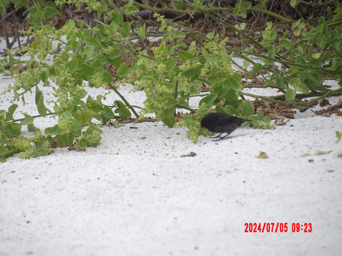 Small Ground-Finch - ML637764415