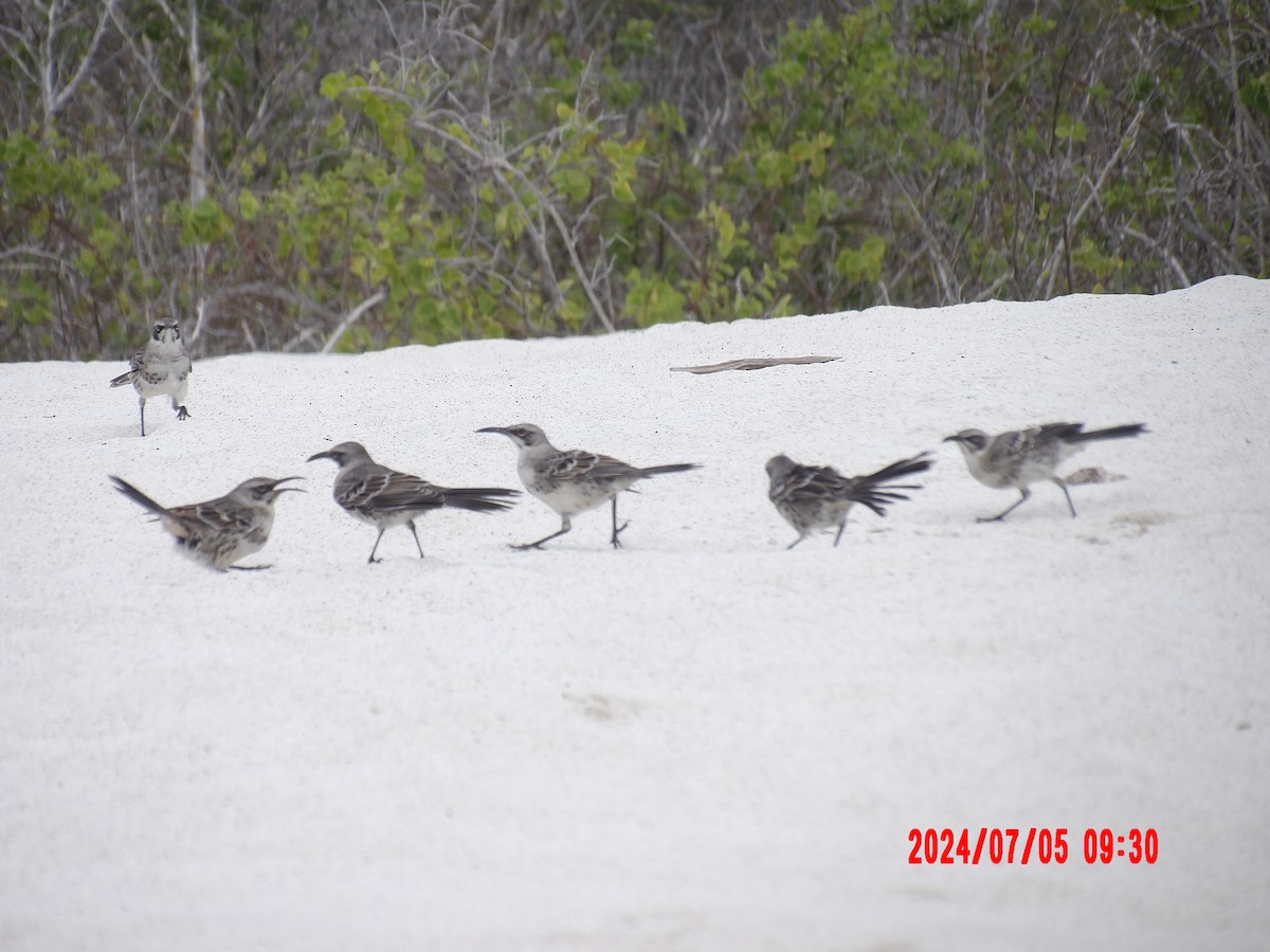 Española Mockingbird - ML637764419