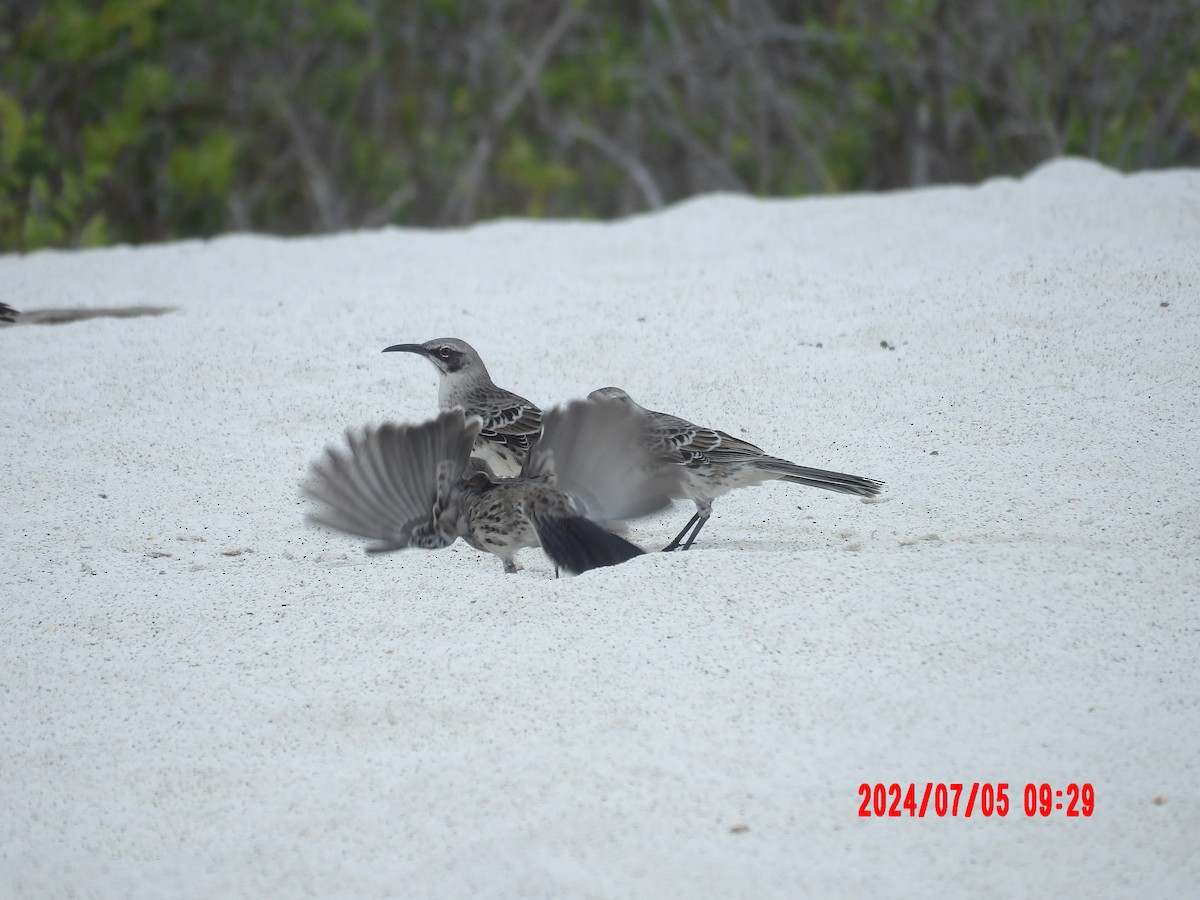 Española Mockingbird - ML637764420