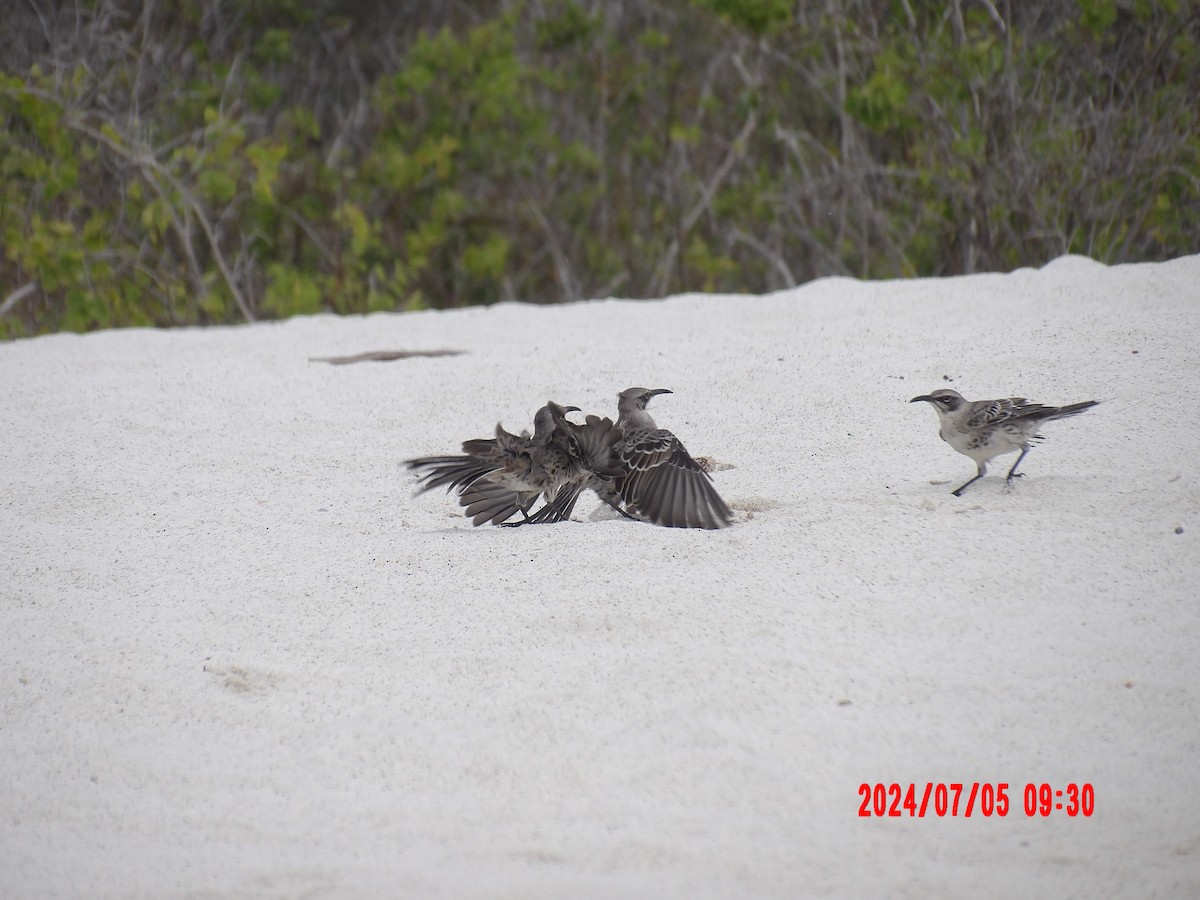 Española Mockingbird - ML637764421