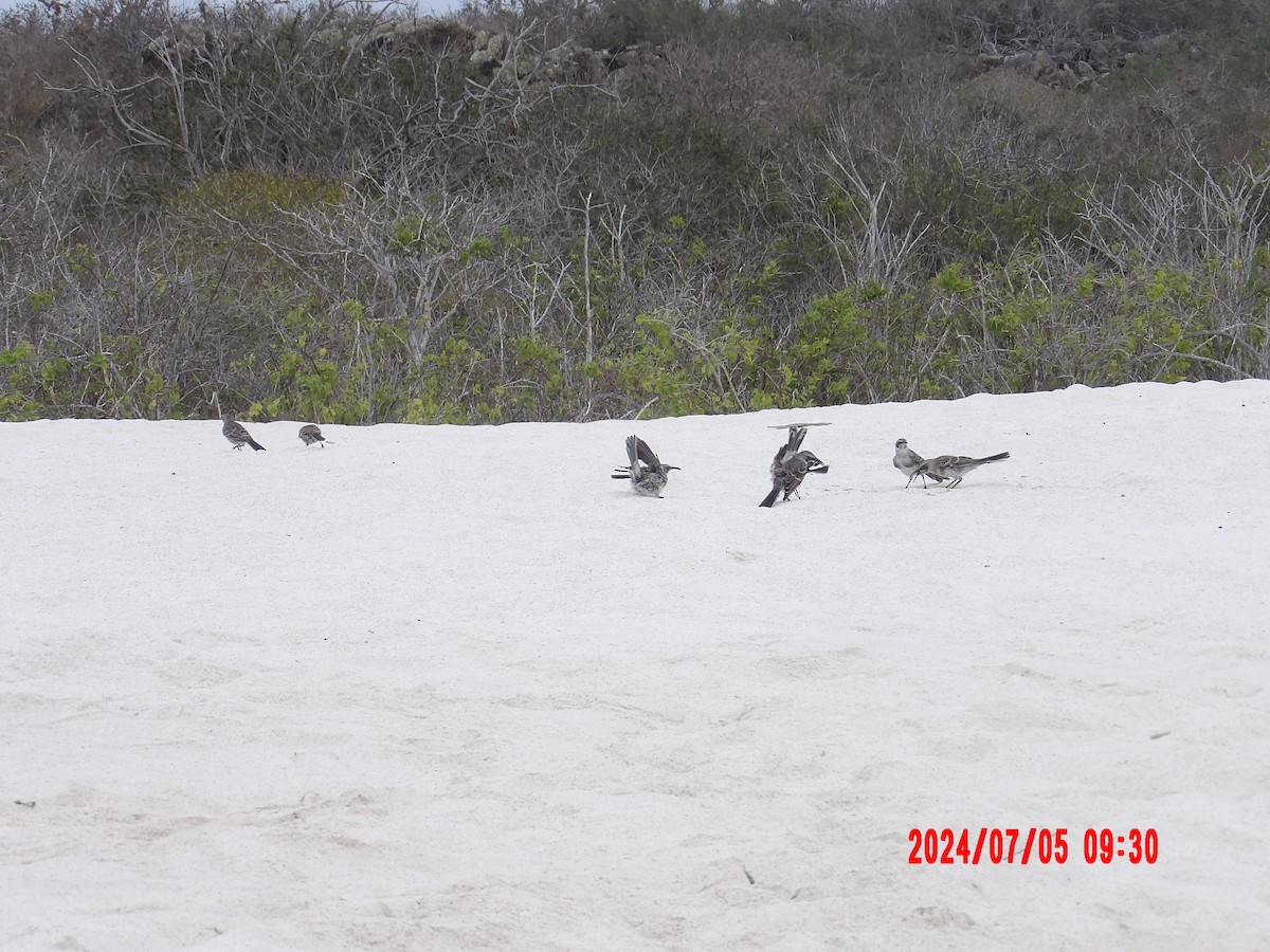 Española Mockingbird - ML637764422
