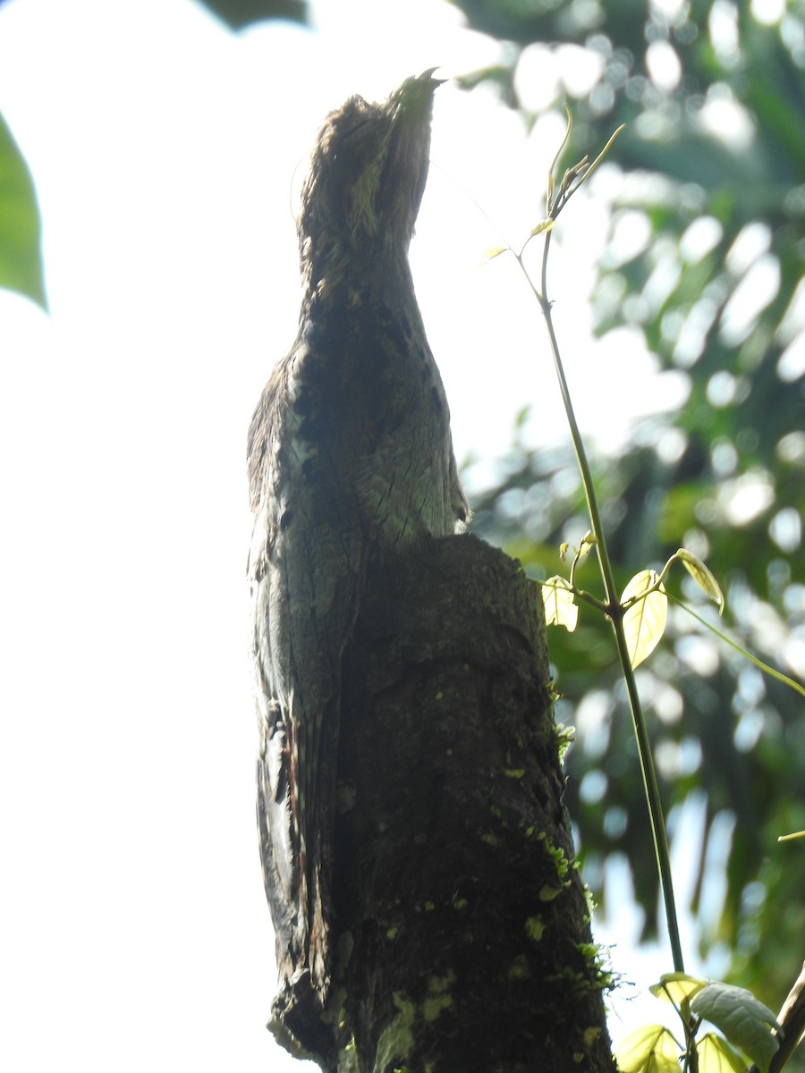 Long-tailed Potoo - ML637764466