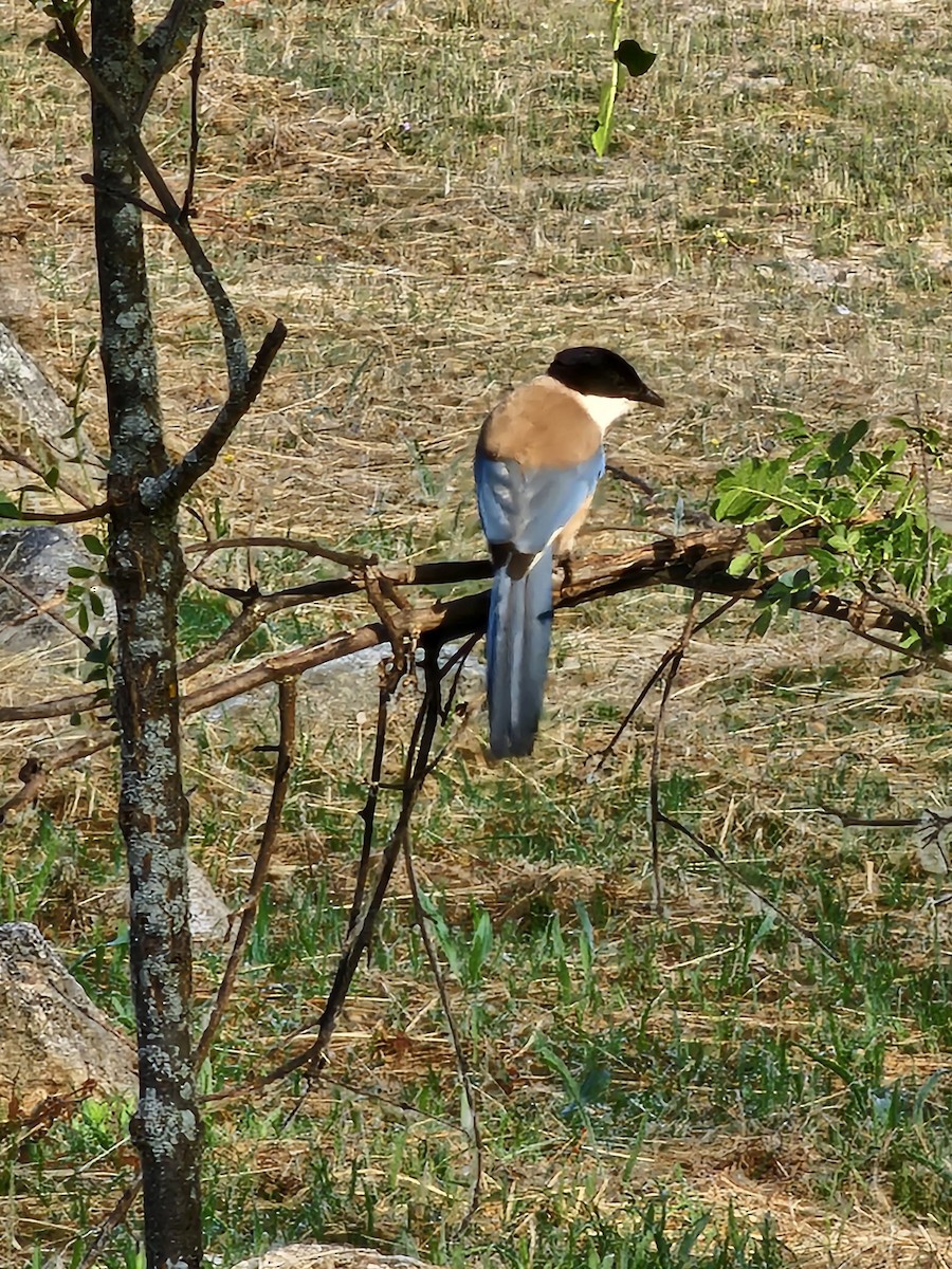 Iberian Magpie - ML637764470