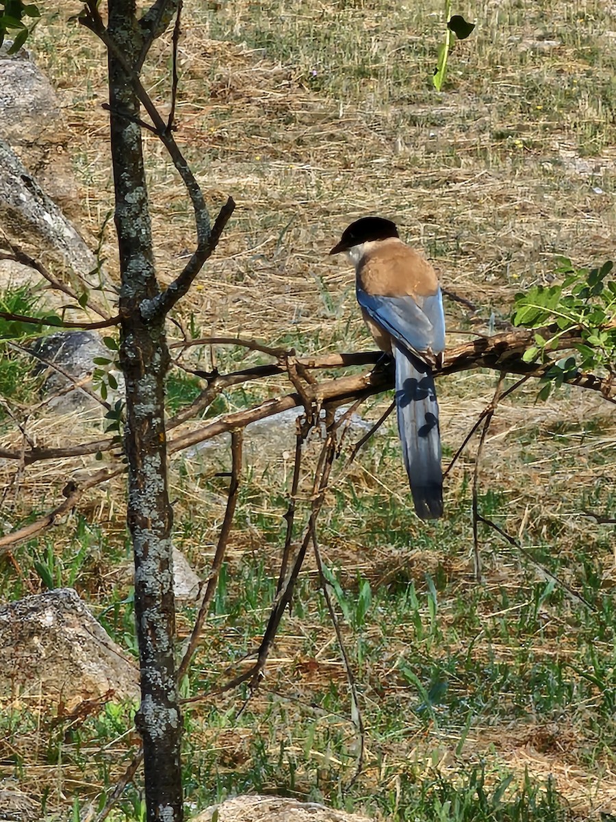 Iberian Magpie - ML637764476