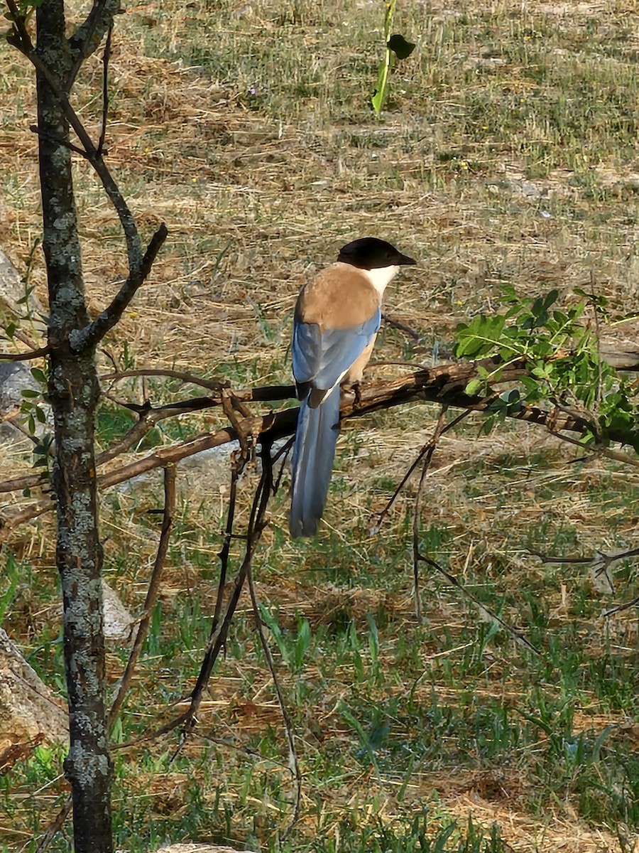 Iberian Magpie - ML637764477