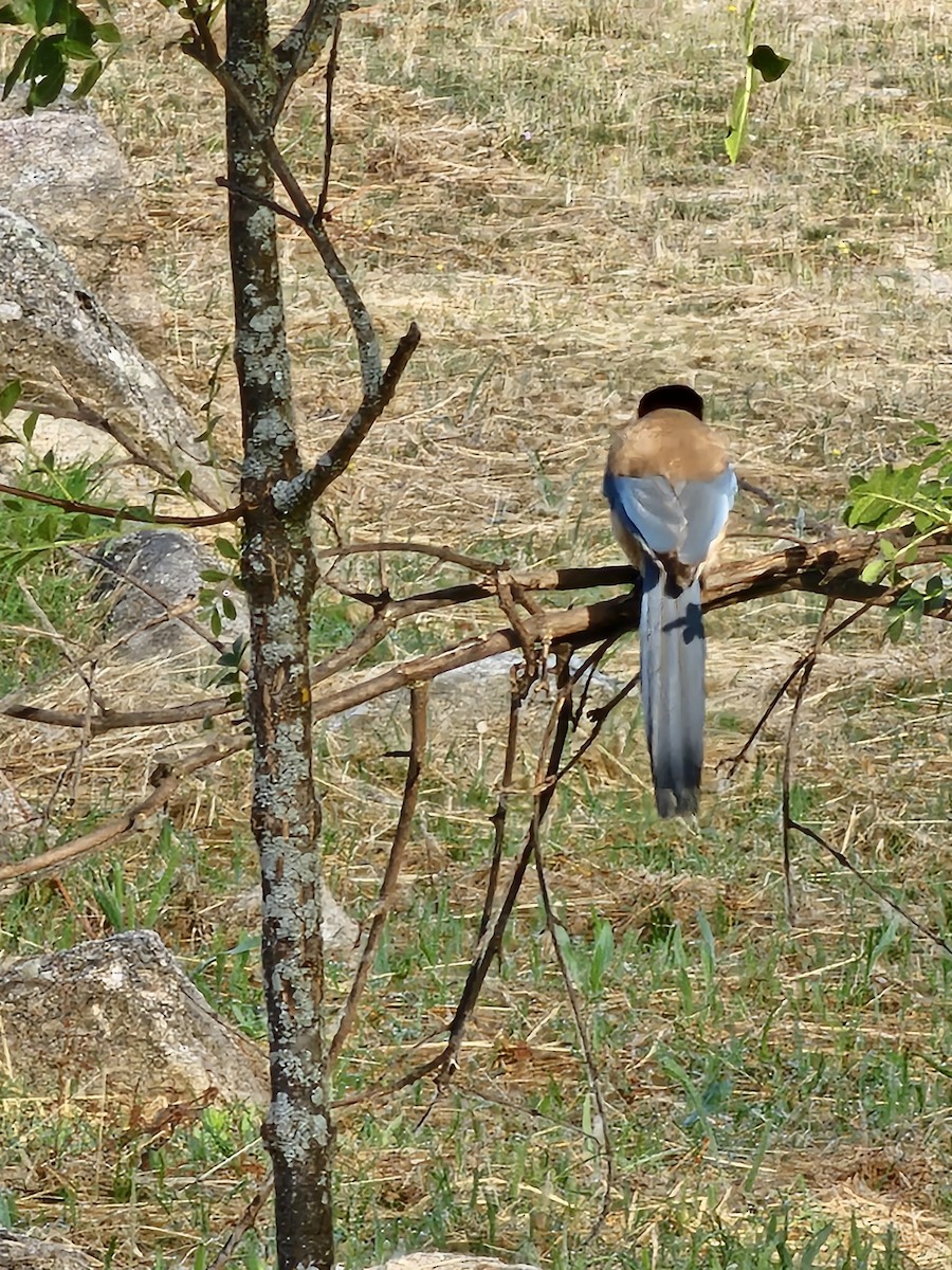 Iberian Magpie - ML637764479