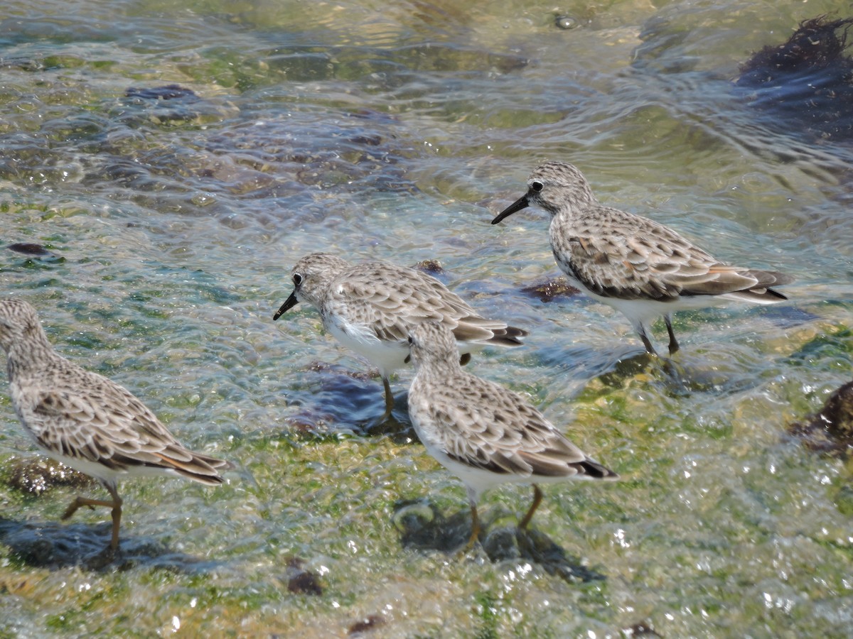 Least Sandpiper - ML637764485