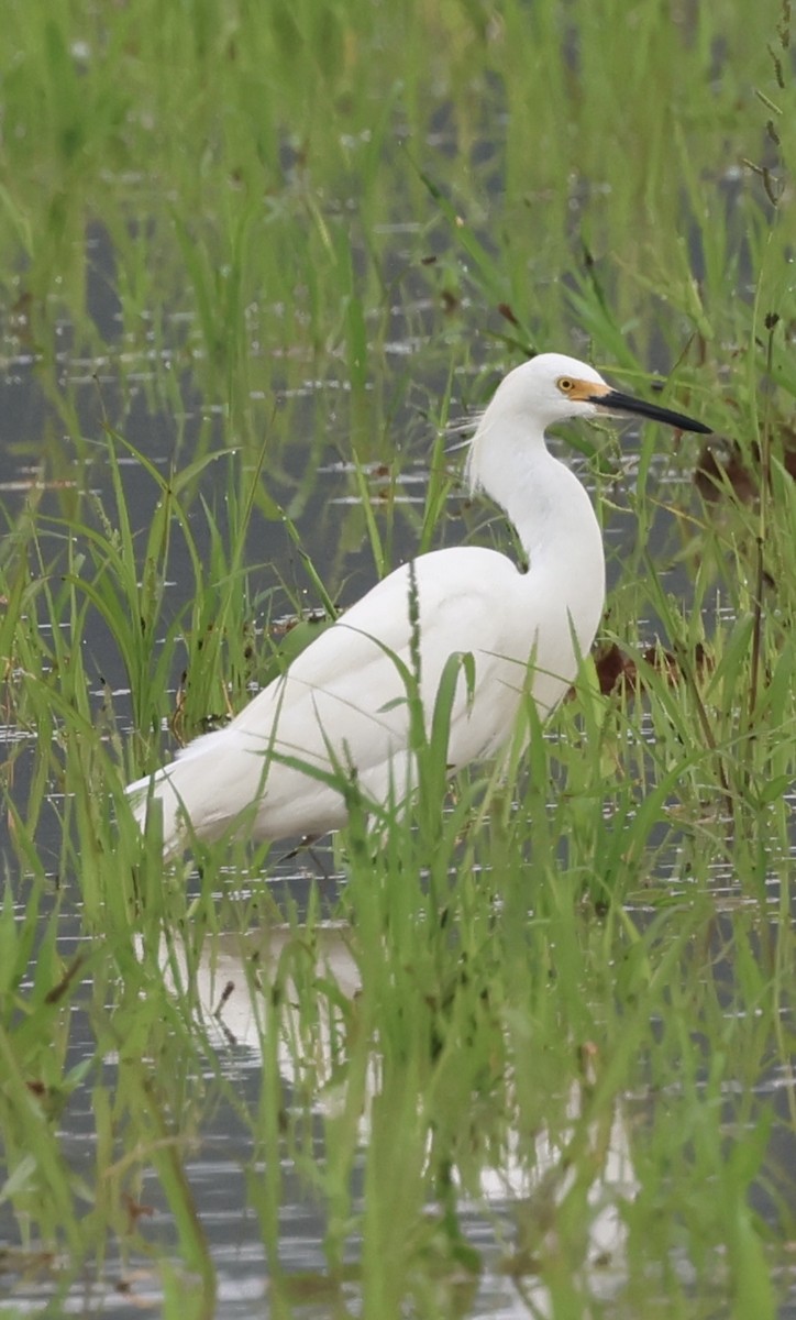 Snowy Egret - ML637764488