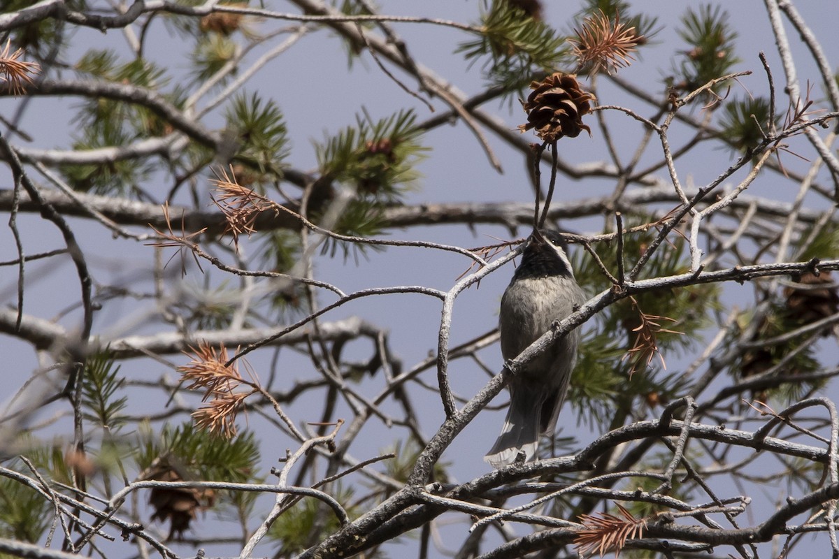 Mexican Chickadee - ML637764521