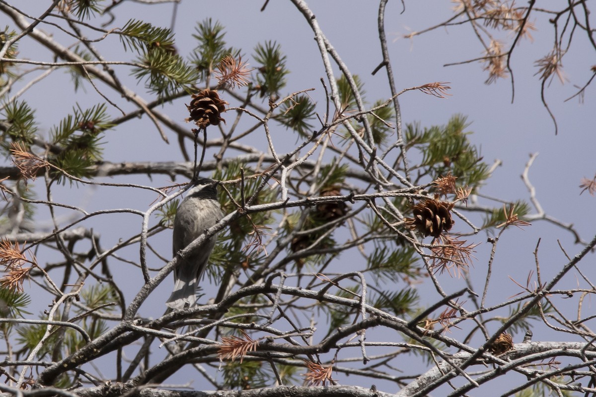 Mexican Chickadee - ML637764522